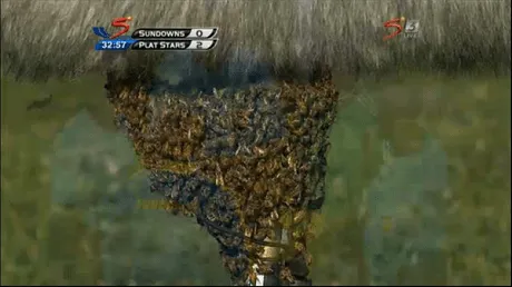 Afrique du Sud : un match interrompu par un essaim d&rsquo;abeilles !