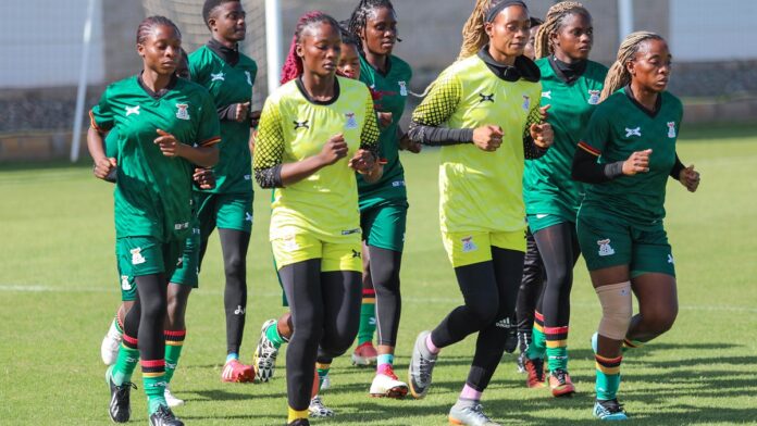 Zambie, can féminine Zambie, can féminine